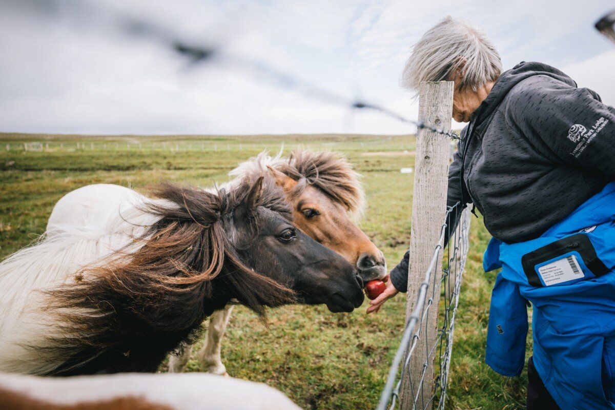 Traverc 136A3484-copy Portraits of the iconic Shetland pony  