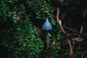 Traverc V5A8797-copy-300x200 New Zealand’s blue mushroom the world is obsessed with  