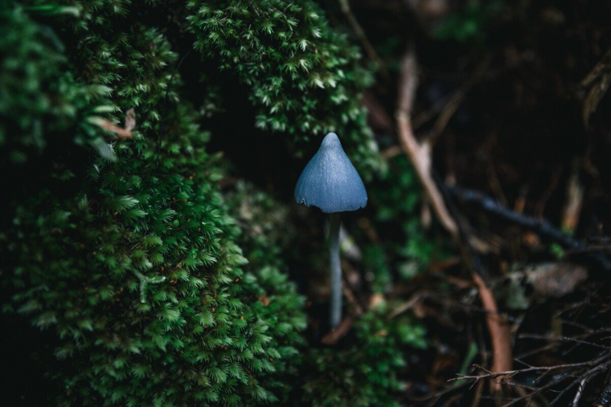 Traverc V5A8797-copy New Zealand’s blue mushroom the world is obsessed with  