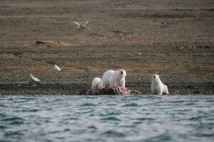 Traverc 136A2827-copy-300x200 Is this place for real? Where polar bears hunt beluga whales in Arctic Canada  
