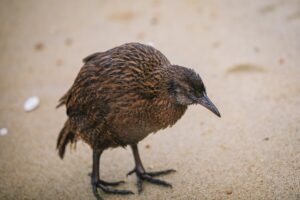Traverc V5A9164-copy-300x200 In defense of the bold and fearless weka: New Zealand’s most unruly bird  